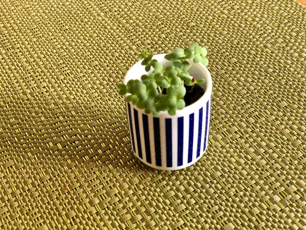 わさび菜の投稿画像 By かなみ虫さん おうちde菜園とおうちde菜園フォトコン 月5月16日 Greensnap グリーンスナップ