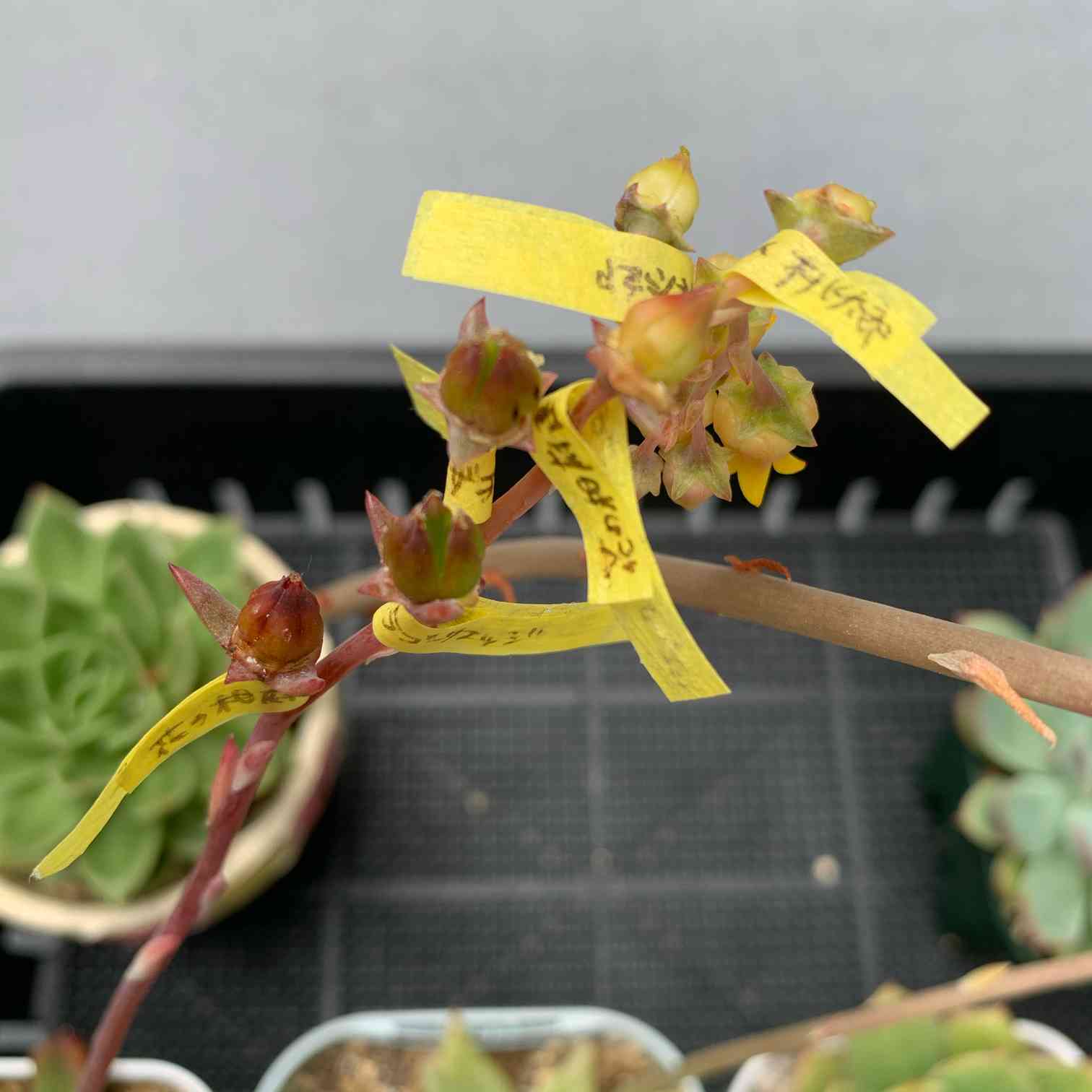 多肉の交配、実生｜🍀GreenSnap（グリーンスナップ）