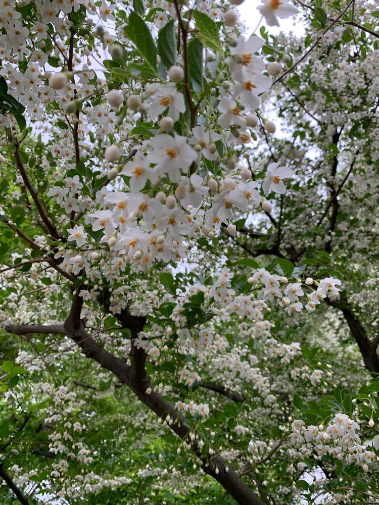 エゴノキ 白 の投稿画像 By シゲルさん ちさの木と壮大といい香りとチーム横浜とiphone撮影 月5月16日 Greensnap グリーンスナップ