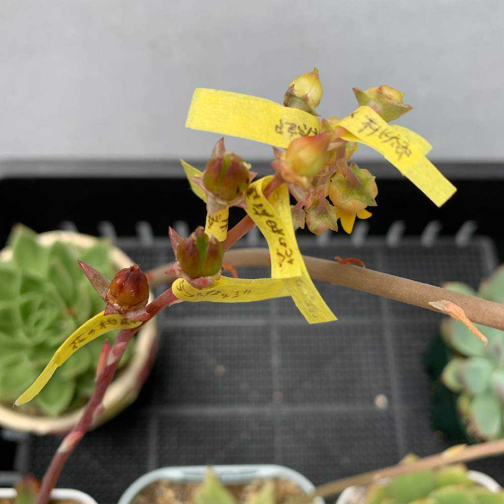 多肉の交配、実生｜🍀GreenSnap（グリーンスナップ）