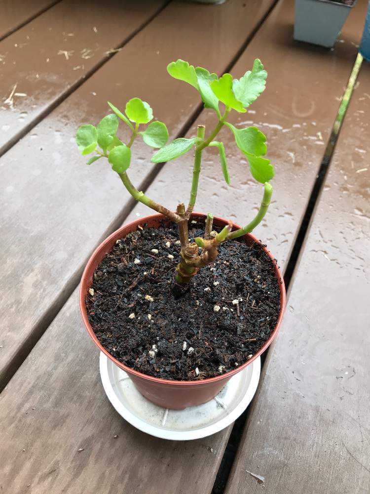 カランコエ成長記録 Greensnap グリーンスナップ