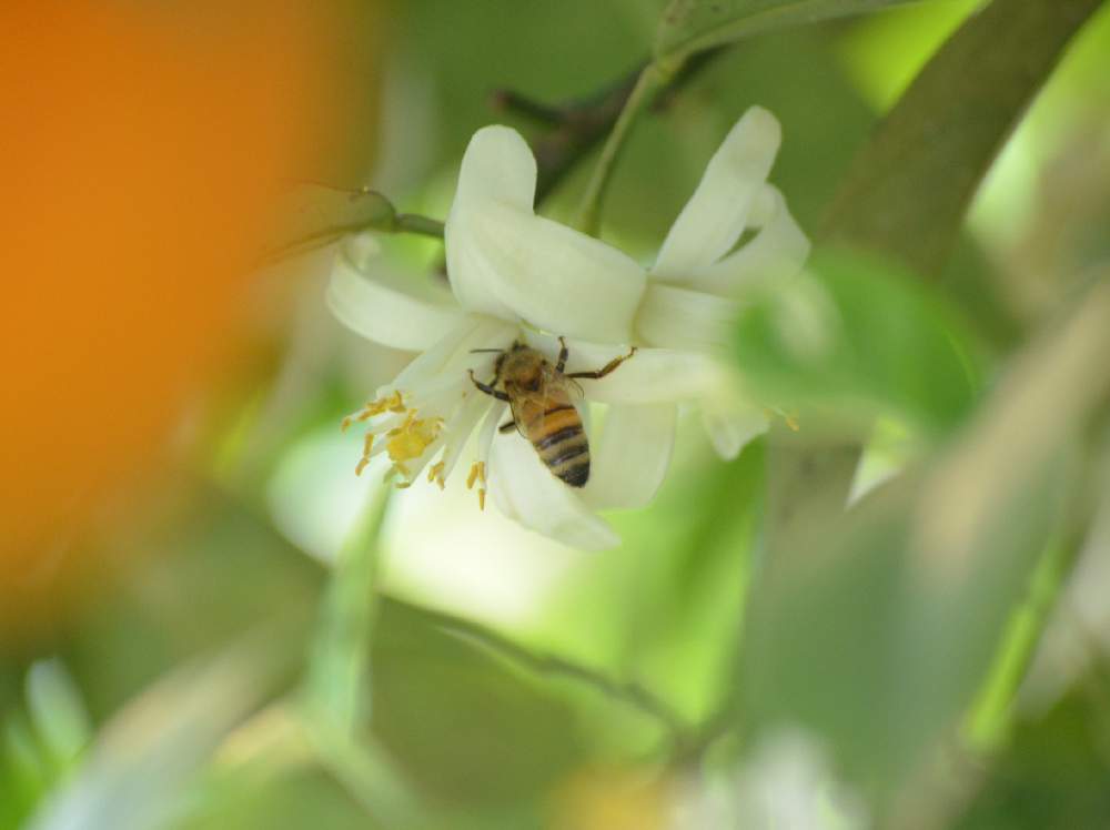橙とミツバチの投稿画像 By 嶌縞 シマシマ さん 花のある風景と癒しの花たちと一眼レフと可愛いと自然の癒しと白い花 月5月16日 Greensnap グリーンスナップ