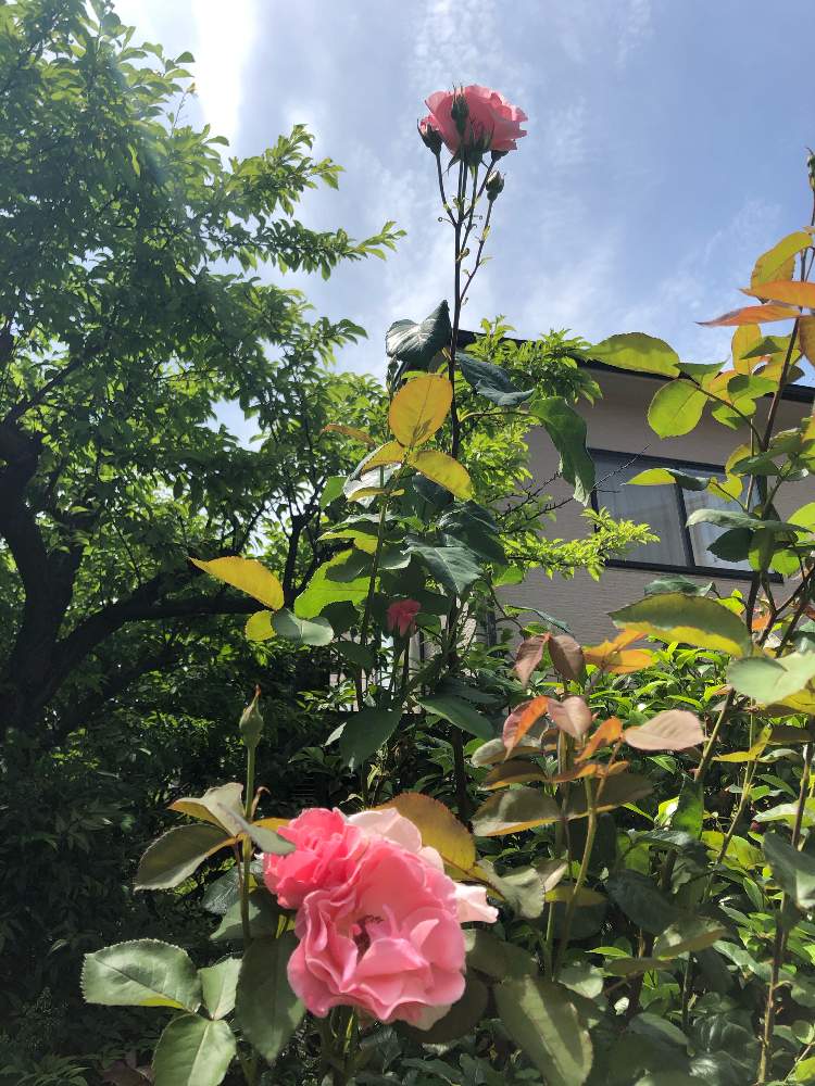 ガーデニングの投稿画像 By Sayakaさん ばら バラ 薔薇とクィーンエリザベス とおうち園芸 月5月16日 Greensnap グリーンスナップ