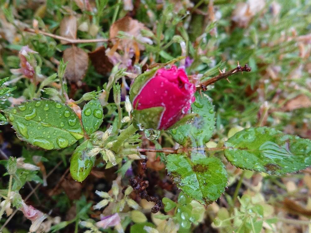 たかっちさんの投稿画像 月5月16日 Greensnap グリーンスナップ