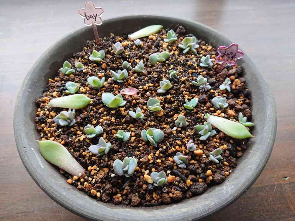 バイネシー葉挿し バイネシー葉挿し 【公式通販】