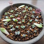 バイネシー葉挿しの一覧｜?GreenSnap（グリーンスナップ）