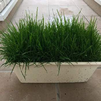 ケンタッキーブルーグラスの投稿画像一覧 Greensnap グリーンスナップ
