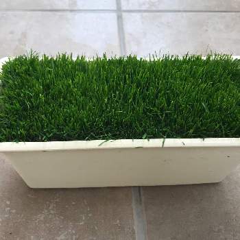 ケンタッキーブルーグラスの投稿画像一覧 Greensnap グリーンスナップ