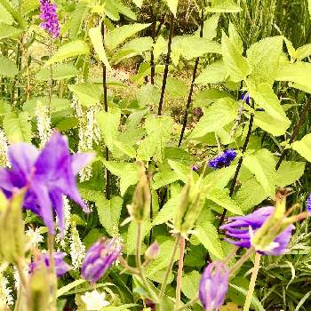 サルビア・ネモローサ「スノーヒル」の画像 by ひまわり大好きさん | 広い庭と花いっぱいの花壇とサルビア・ネモローサ「スノーヒル」と初夏のお花とオダマキ♪と癒されて❤️と薄紫色のお花と綺麗な花と青い花大好き❤と大好きな花と青い花マニアとチーム・ブルーとチーム.ブルーNO.108