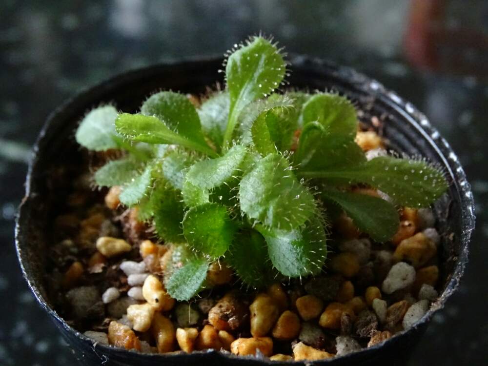 モウセンゴケの投稿画像 By ネコざくらさん シザンドラとドロセラ シザンドラと観葉植物と食虫植物と花と観葉植物とわが家の観葉植物 と食虫植物 モウセンゴケと食虫植物のある暮らしとおうち園芸と食虫植物生活と観葉植物がスキと花のある暮らしとネコざくらとドロセラ