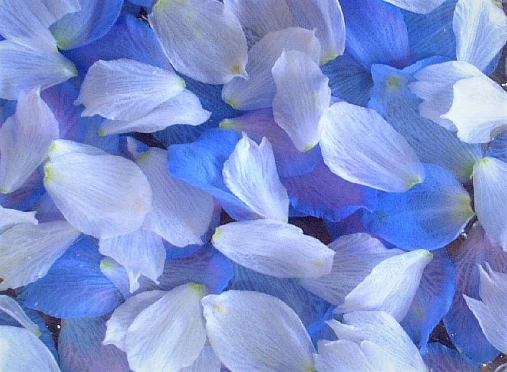 デルフィニウムの投稿画像 By ぴぽさん 白い花と青い花と デルフィニウムとおうちで飾るお花 月5月16日 Greensnap グリーンスナップ