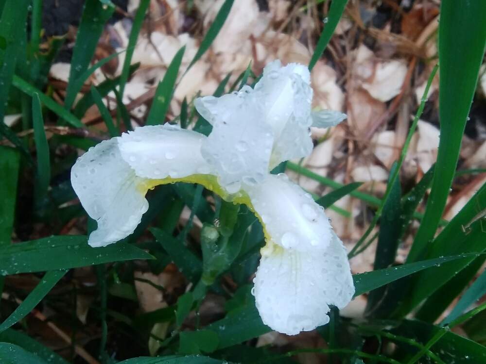 白あやめの投稿画像 By みかんさん 白い花とアヤメ科と季節の花と花と雨 月5月16日 Greensnap グリーンスナップ