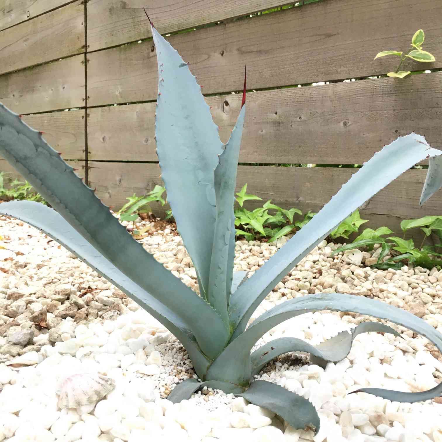 アガベフランゾシニー地植え｜🍀GreenSnap（グリーンスナップ）