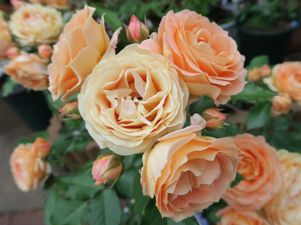 ばら バラ 薔薇の投稿画像 By たけのこさん バラ ラ ドルチェ ヴィータと鉢植えと花のある暮らしと鉢植え 月5月16日 Greensnap グリーンスナップ