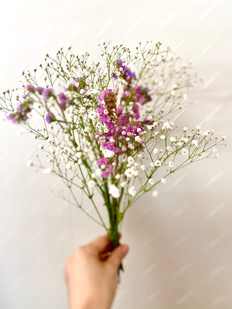 スターチスの投稿画像 By Sa Yaさん かすみ草とチースと花のある暮らし 月5月16日 Greensnap グリーンスナップ