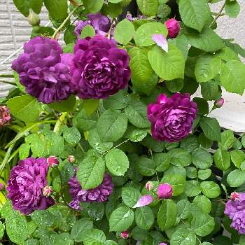 カーディナル ド リシュリューの画像 by いろはさん | つるバラとおうち園芸と紫のバラとバラ・ミニバラとカーディナル ド リシュリュー