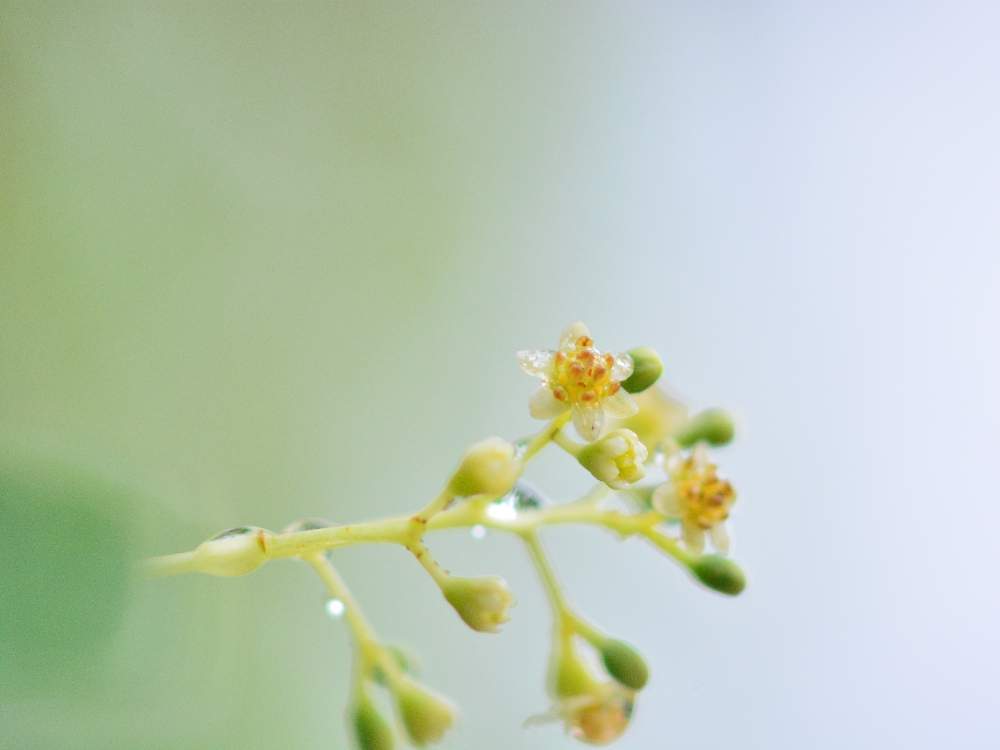 楠の木の花の投稿画像 By ヒマワリさん 小さいお花が可愛いと木の花が好きと今日の花写真と雨にしっとりとかわいい と癒し 月5月16日 Greensnap グリーンスナップ