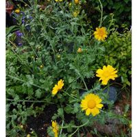 シュンギクの画像