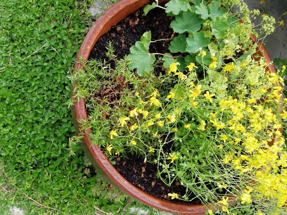 アルケミラの投稿画像 By みみみみみみさん オレンジタイムとサイネリアゴールデンシャワー 月5月16日 Greensnap グリーンスナップ