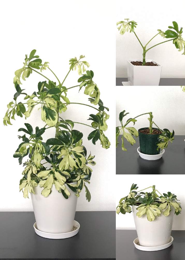 シェフレラ ジェニーネの投稿画像 By Nicoさん シェフレラ属と観葉植物と挿し木と成長記録とn 104とシェフレラ挿し木 月5月16日 Greensnap グリーンスナップ