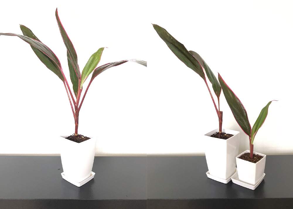 コルジリネ レッドエッジの投稿画像 By Nicoさん 観葉植物と挿し木とコルジリネ属と成長記録とコルジリネ挿し木 月5月16日 Greensnap グリーンスナップ