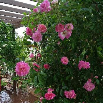 ピンクサマースノーの画像 by あずきさん | 小さな庭と薔薇♪と花のある暮らしとかわいい♡とおうち園芸とピンクサマースノー