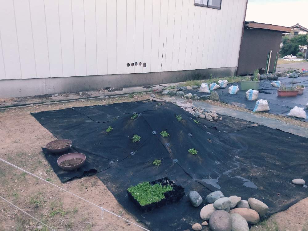 クラピアの投稿画像 By カトさん 新潟と芝生の代わりと築山 月5月16日 Greensnap グリーンスナップ