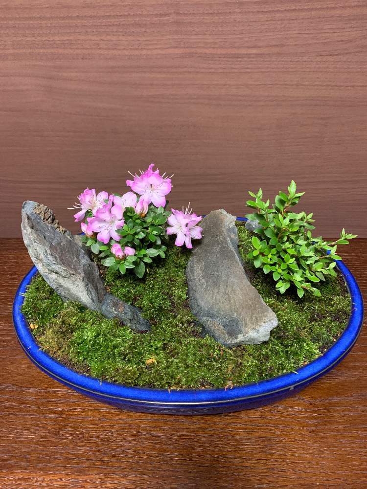 桃源　盆栽鉢 桃源 盆栽鉢