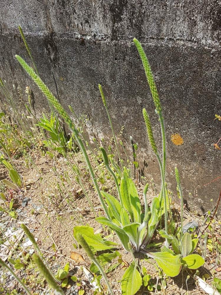 ツボミオオバコの投稿画像 By はねこさん 野の花と繁殖力旺盛とお散歩にて 月5月16日 Greensnap グリーンスナップ