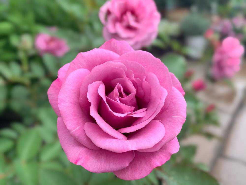 今咲いてるお花のまとめです Greensnap グリーンスナップ 今咲いてるお花のまとめです Greensnap グリーンスナップ