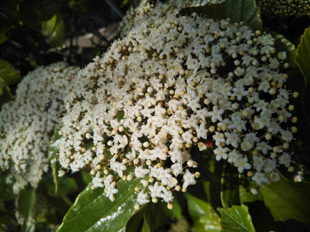 ハクサンボクの1年 Greensnap グリーンスナップ