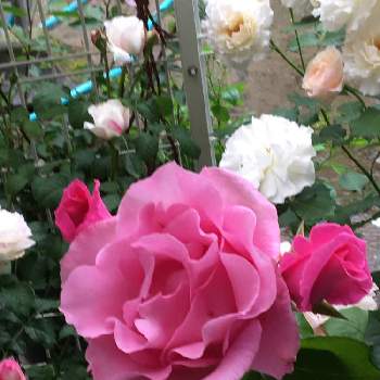 ザ マッカートニーローズの画像 by TAKAさん | 広い庭とザ マッカートニーローズと花のある暮らしとGSミニモニ。とGSでバラ園