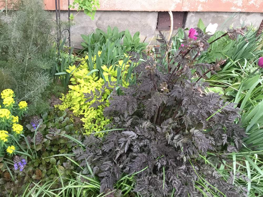 シモツケ ライムマウンドの投稿画像 By あおいねこさん アンスリスクス ラベンスウィングと黒い葉と北国と今日の庭とつぼみと北海道と黒い葉と北国と今日の庭とつぼみと北海道 月5月16日 Greensnap グリーンスナップ Greensnap グリーンスナップ