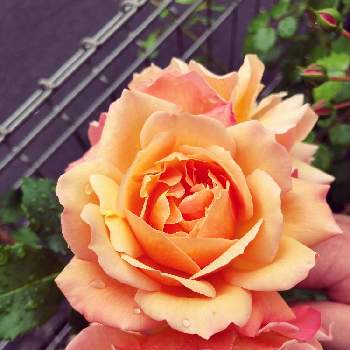新米の画像 by よーみさん | 小さな庭と開花中と強香のバラと薔薇 カリプソと新米と新米ロザリアンと花のある暮らしと薔薇♪とバラ・ミニバラと薔薇の花