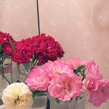 ミニバラ プロポーズの画像 by でんでんさん | 部屋とミニバラ・インフィニティと薔薇 ストロベリー・アイスとミニバラ プロポーズと花のある暮らしとおうち園芸