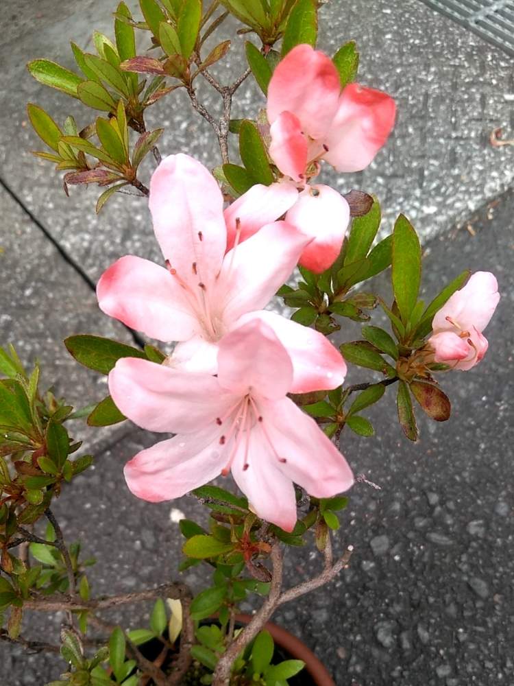サツキの投稿画像 By ミミさん ピンクの花と花木と盆栽的な木と慢性植中毒と園芸植物 月5月17日 Greensnap グリーンスナップ