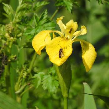 水辺の草花の投稿画像一覧 Greensnap グリーンスナップ