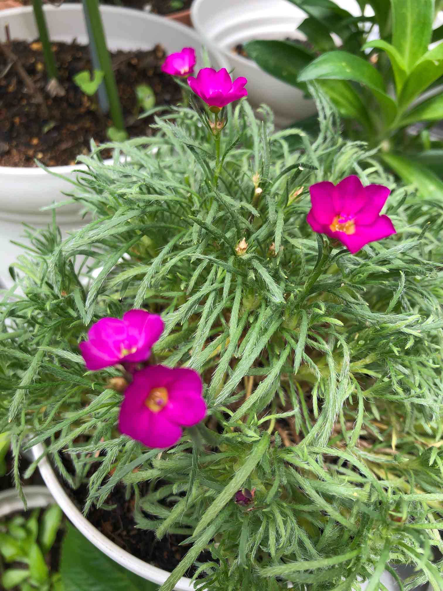 カランドリニア(アンデスマツバボタン)の一覧｜🍀GreenSnap（グリーン