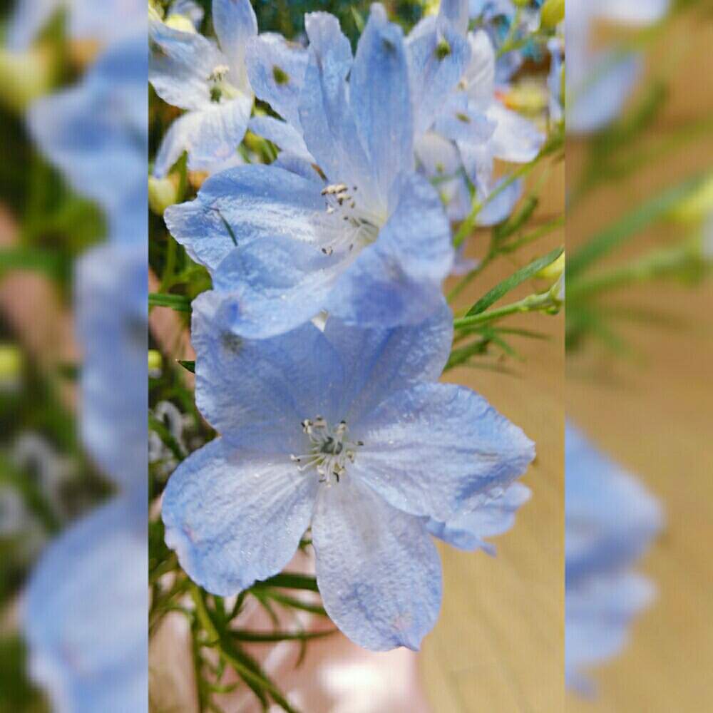 デルフィニウムの投稿画像 By ゆめ さん 綺麗 と透きとおる美しさと綺麗 な花色と楽しい1日になりますように と可愛い と良い１日お過ごし下さいね と今日のお花 と花のある暮らし 月5月17日 Greensnap グリーンスナップ