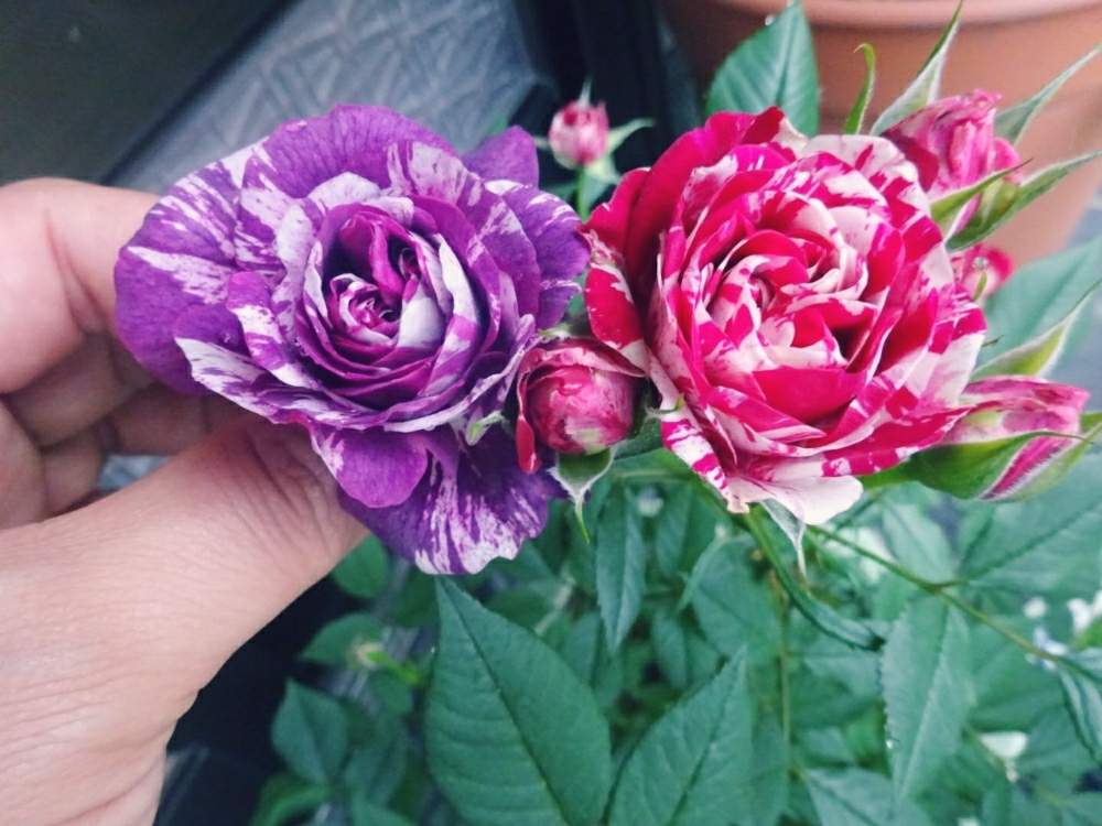 専用 バラ苗 センテッドジュエル2