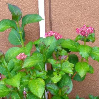 赤い紫陽花の投稿画像一覧 Greensnap グリーンスナップ 赤い紫陽花の投稿画像一覧 Greensnap グリーンスナップ