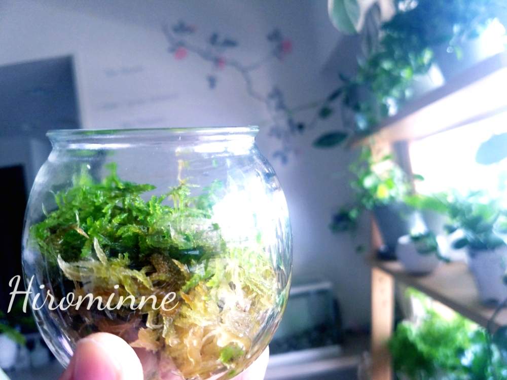 生水苔の投稿画像 By ヒロミンさん 観葉植物とシダ愛好会とヒロミンの妄想劇場 月5月17日 Greensnap グリーンスナップ