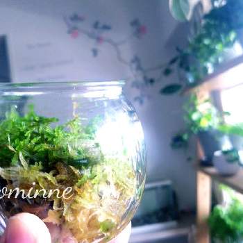 生水苔の投稿画像一覧 Greensnap グリーンスナップ