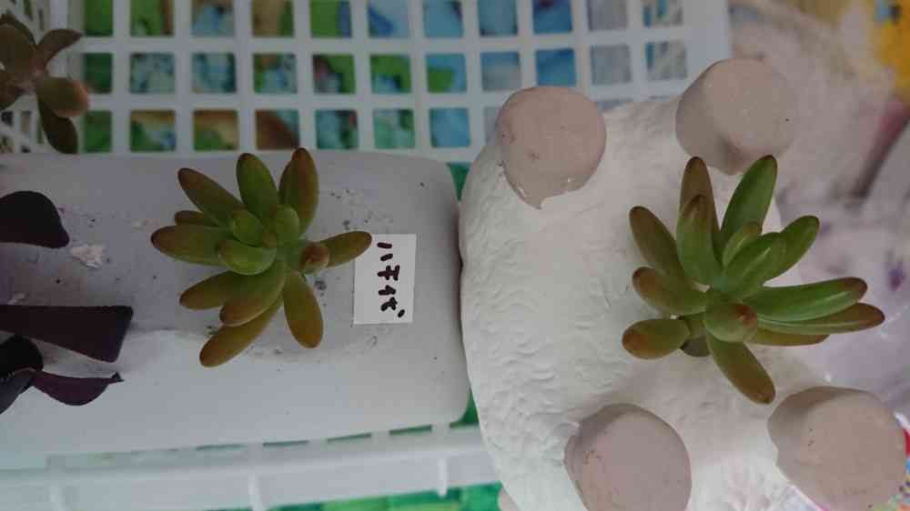 八千代(セダム属) ⭕葉挿し⭕挿し芽｜🍀GreenSnap（グリーンスナップ）