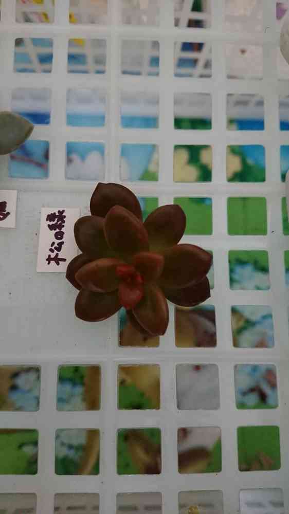 松の緑(セダム属) ⭕葉挿し⭕挿し芽｜🍀GreenSnap（グリーンスナップ）