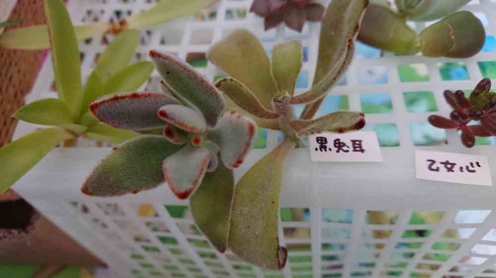 黒兎耳(カランコエ属) ⭕葉挿し⭕挿し芽｜🍀GreenSnap（グリーンスナップ）