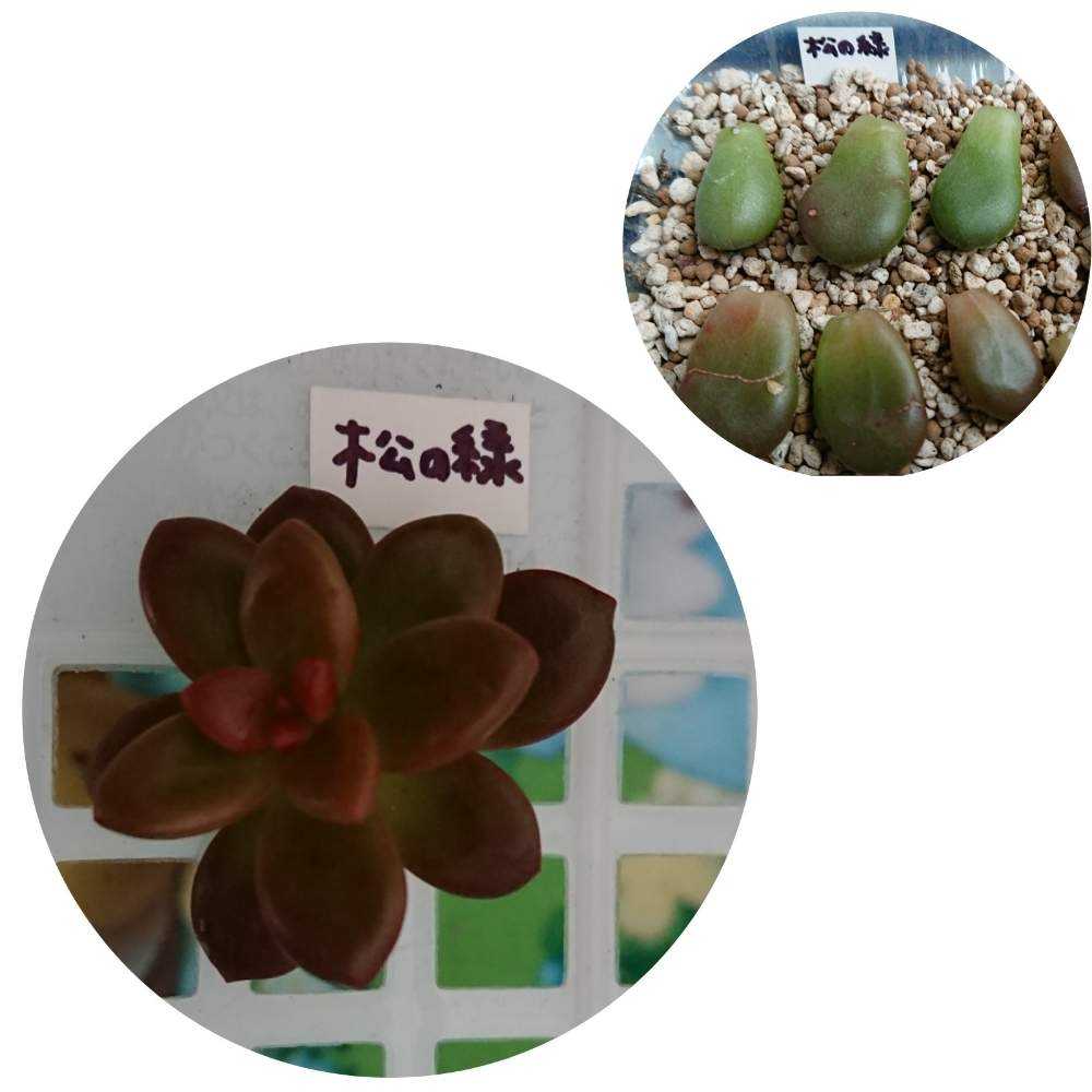 葉挿し苗❤️デザートハーモニー❤️2 葉挿し苗❤️デザートハーモニー