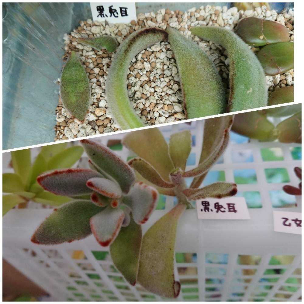 黒兎耳(カランコエ属) ⭕葉挿し⭕挿し芽｜🍀GreenSnap（グリーンスナップ）