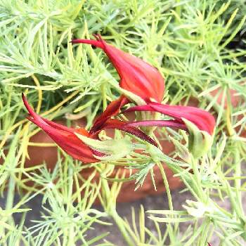 ロータスコットンキャンディ。の画像 by DURGAさん | 小さな庭とロータスコットンキャンディ。とシルバーリーフと緑のある暮らしとロータス・コットンキャンディと赤い花と花のある暮らしとおうち園芸