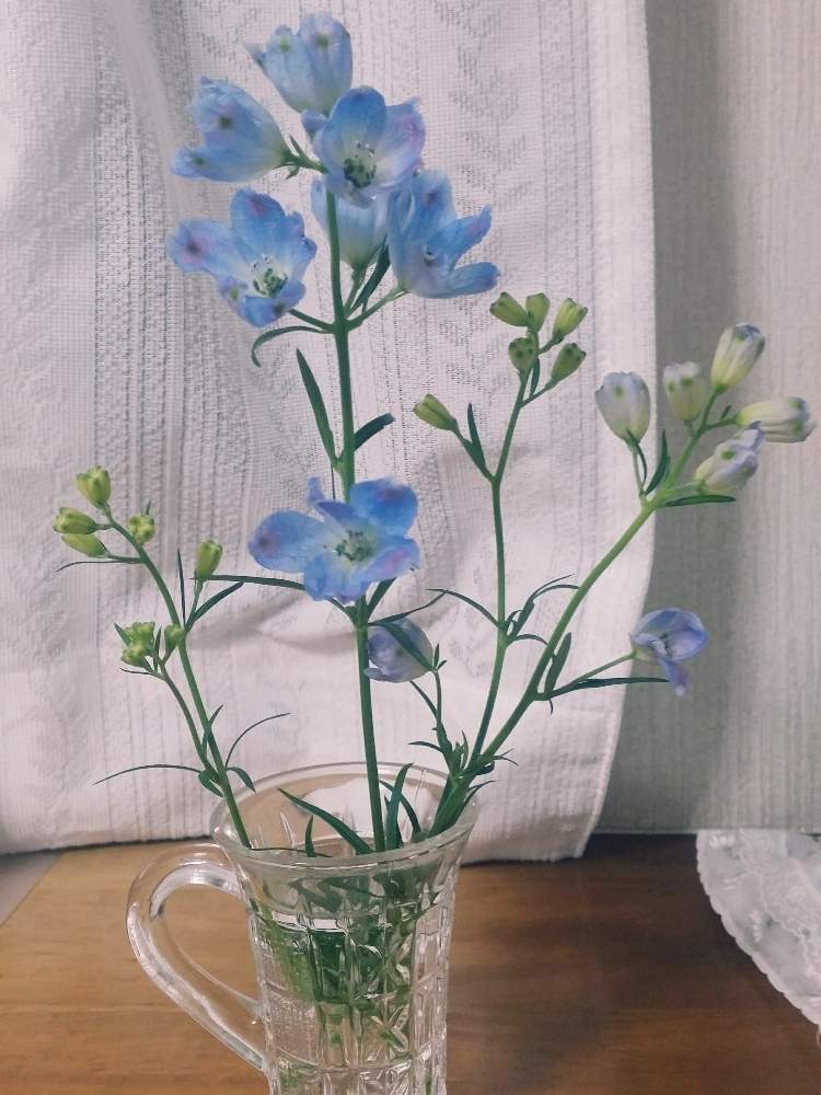 デルフィニウムの投稿画像 By きれちゃんsさん 切り花と青い花とデルフィニウムと部屋と切り花と青い花 月5月17日 Greensnap グリーンスナップ Greensnap グリーンスナップ